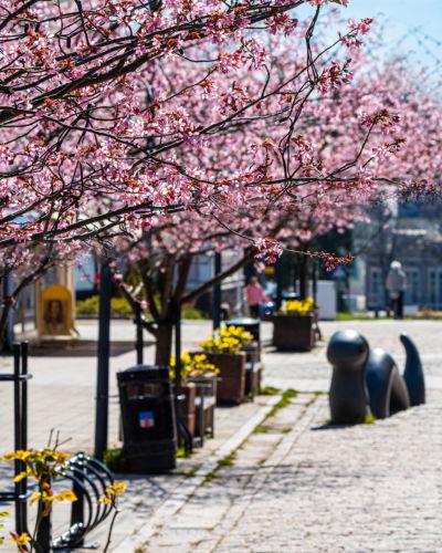 This is Hanko