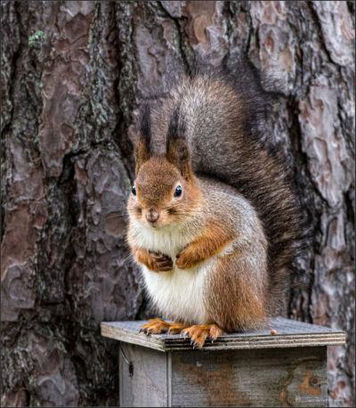 Where are my peanuts?